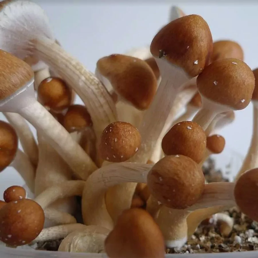Lion's Mane