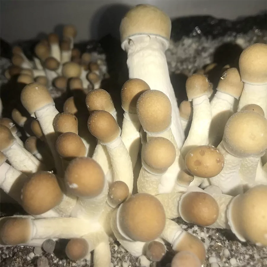 Reishi